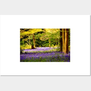 Bluebell Woods Basildon Park Reading Posters and Art